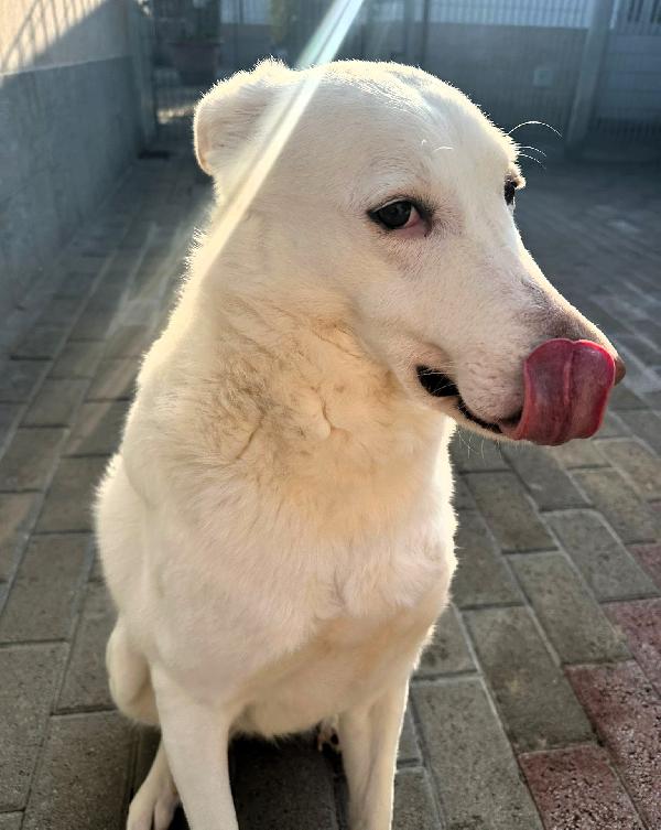 GENNA CAGNOLINA METICCIA Foto 8
